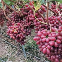 长期有货一手货源各种新鲜克伦生葡萄无籽