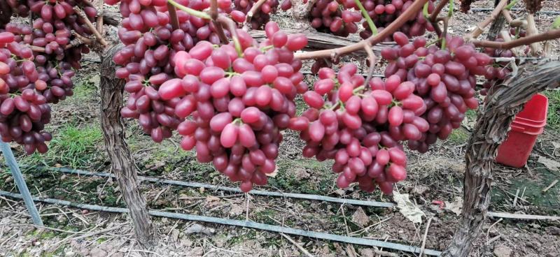 长期有货一手货源各种新鲜克伦生葡萄无籽