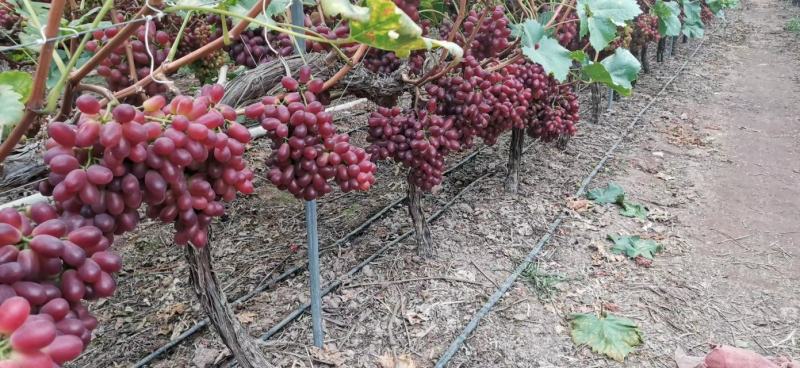 长期有货一手货源各种新鲜克伦生葡萄无籽