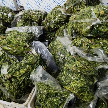 郧西香椿、腌制香椿、保鲜香椿芽
