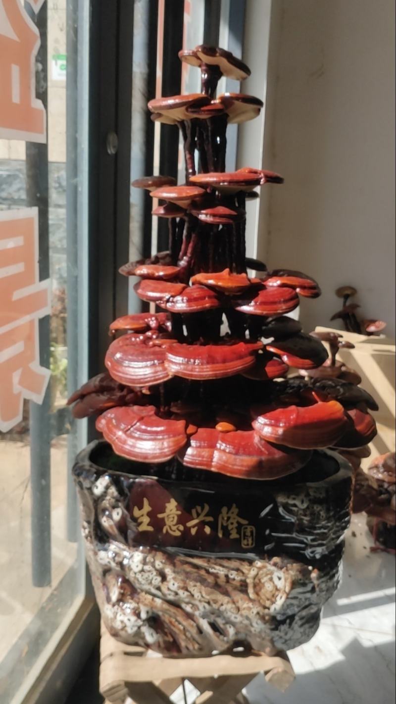 山东冠县灵芝盆景六层一手货源，视频看货，诚信经营