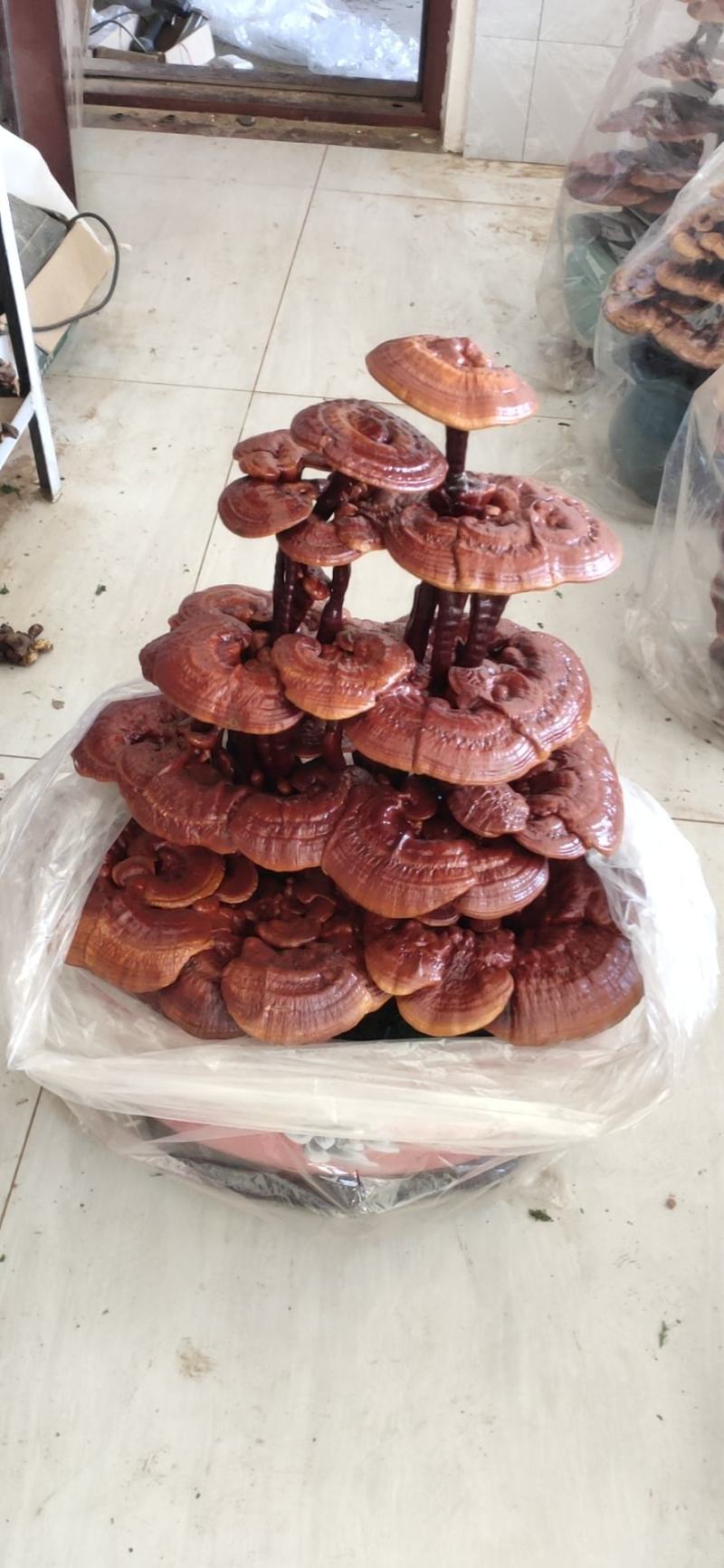 山东冠县灵芝盆景六层一手货源，视频看货，诚信经营
