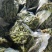 郧西香椿、腌制香椿、保鲜香椿芽