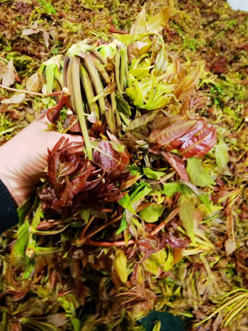 郧西香椿、腌制香椿、保鲜香椿芽
