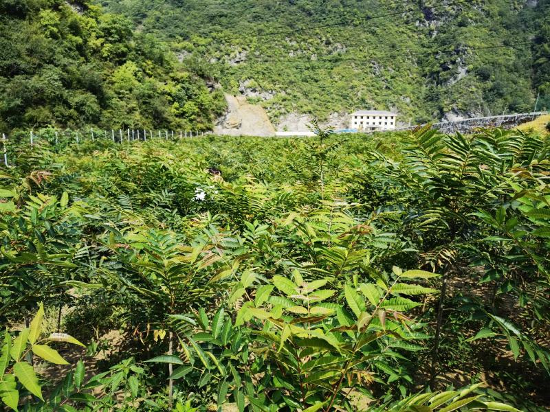 郧西香椿、腌制香椿、保鲜香椿芽