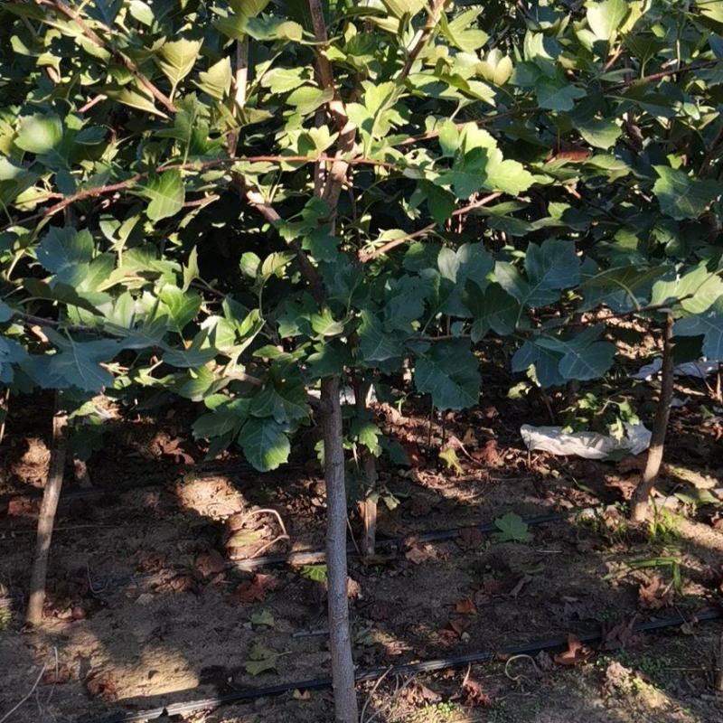 3公分粗的山楂树10000颗，常年出售各种果树苗，葡萄苗