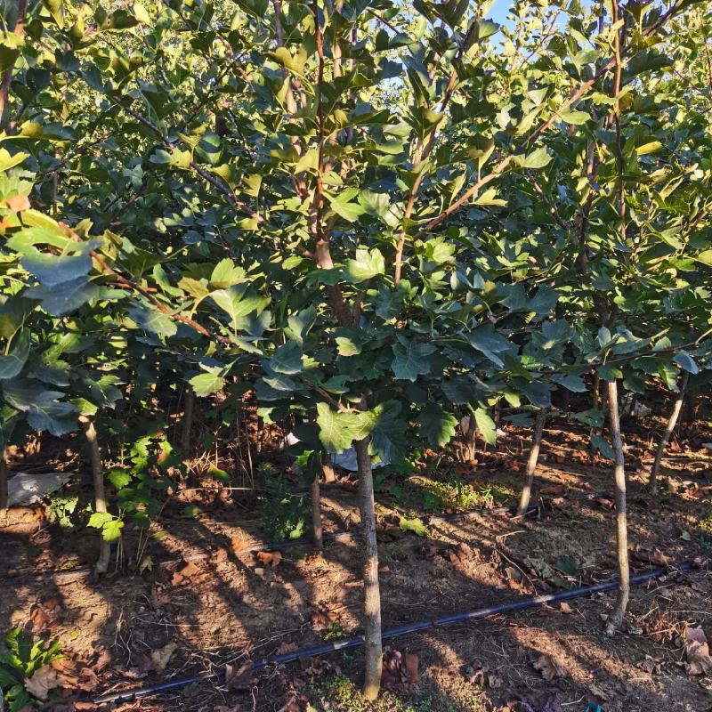 3公分粗的山楂树10000颗，常年出售各种果树苗，葡萄苗
