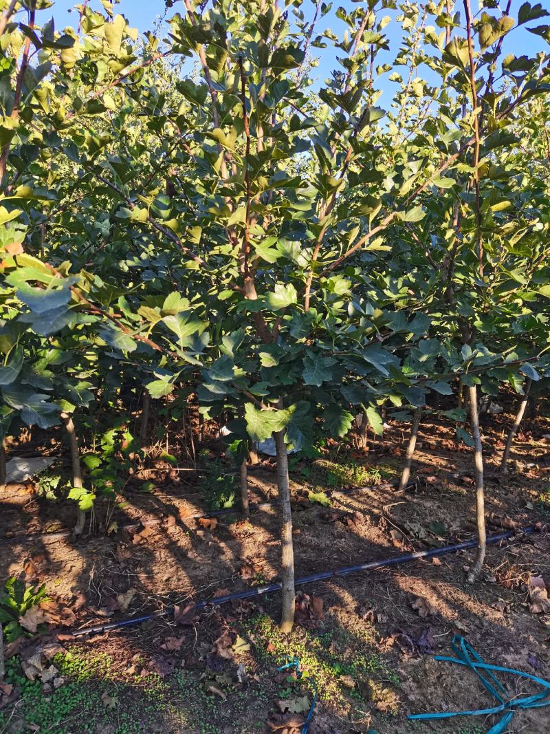 3公分粗的山楂树10000颗，常年出售各种果树苗，葡萄苗