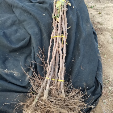 辽宁北镇大葡萄树，3公分左右粗的大葡萄树，各种果树苗