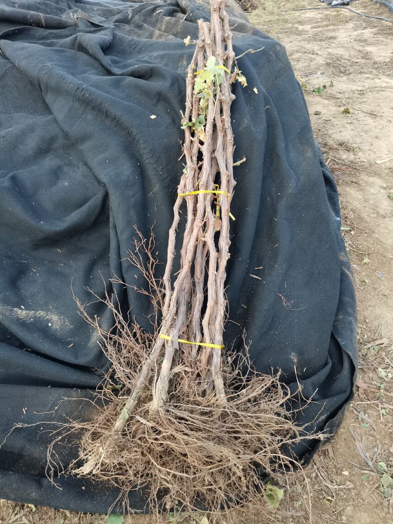 辽宁北镇大葡萄树，3公分左右粗的大葡萄树，各种果树苗