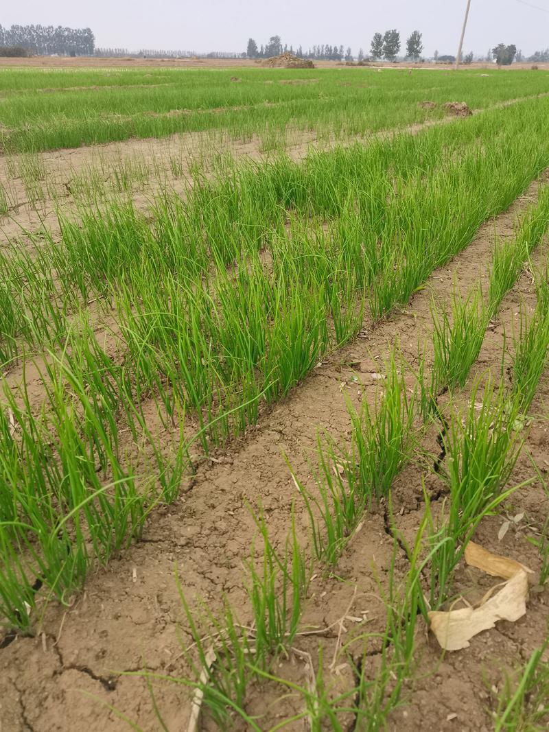 丰县进口高产洋葱种子育苗基地亩产8-10吨