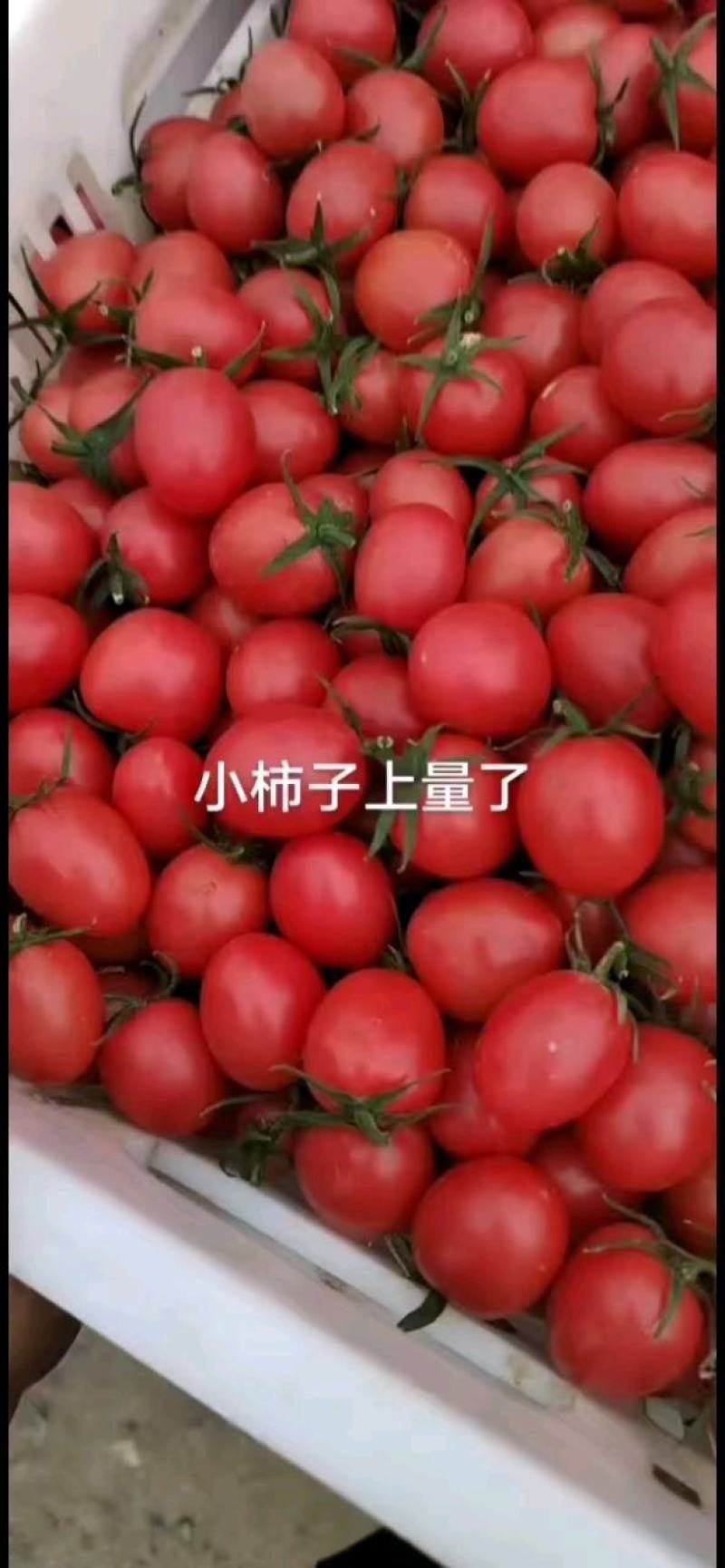 人好果子好春季新果大量上市供应圣女果千喜，贝贝圣女果