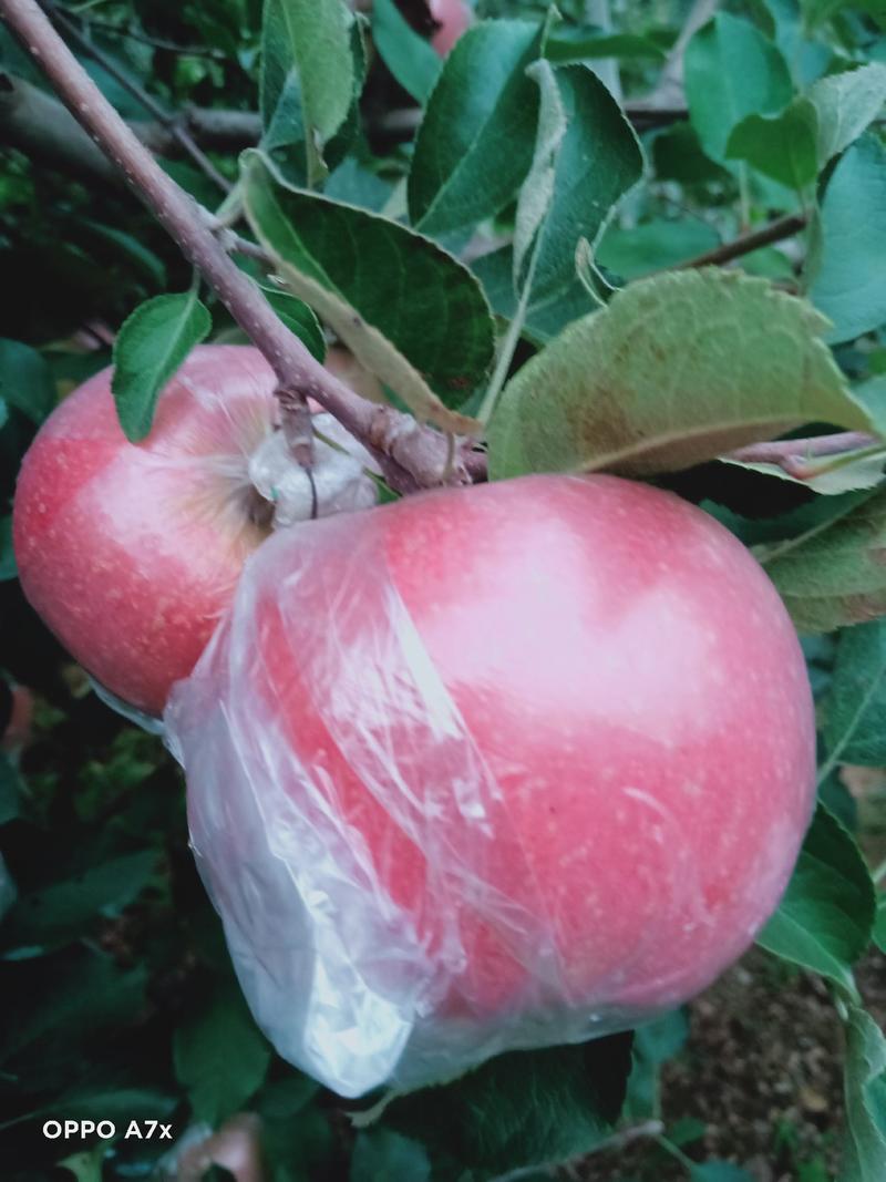 山东红富士苹果，产地批发出售，个头大，颜色鲜艳，果园现摘