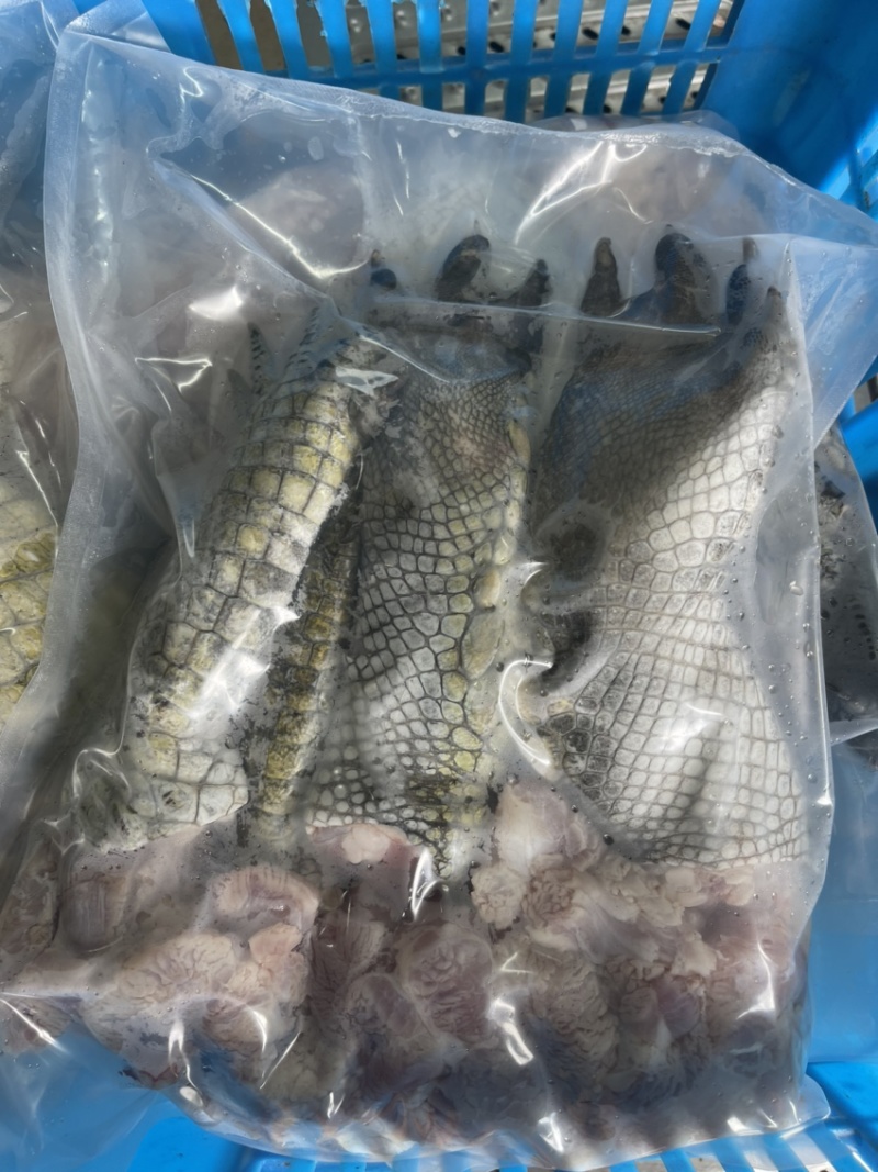 鳄鱼掌海南直发保证新鲜量大价格更优