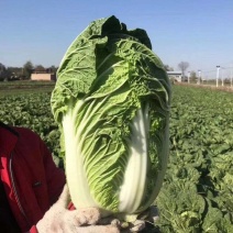 【实力商家】白菜精品夏阳白菜大量上市货源充足