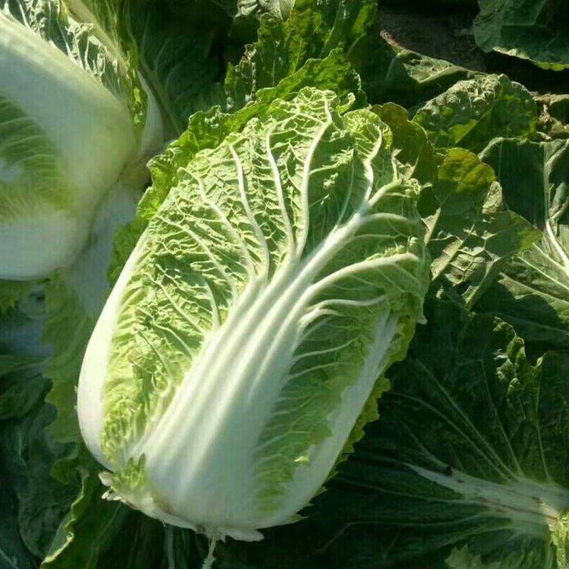 【实力商家】白菜精品夏阳白菜大量上市货源充足