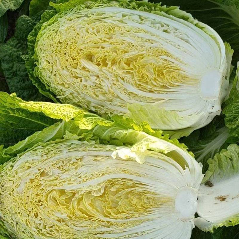 【实力商家】白菜精品夏阳白菜大量上市货源充足