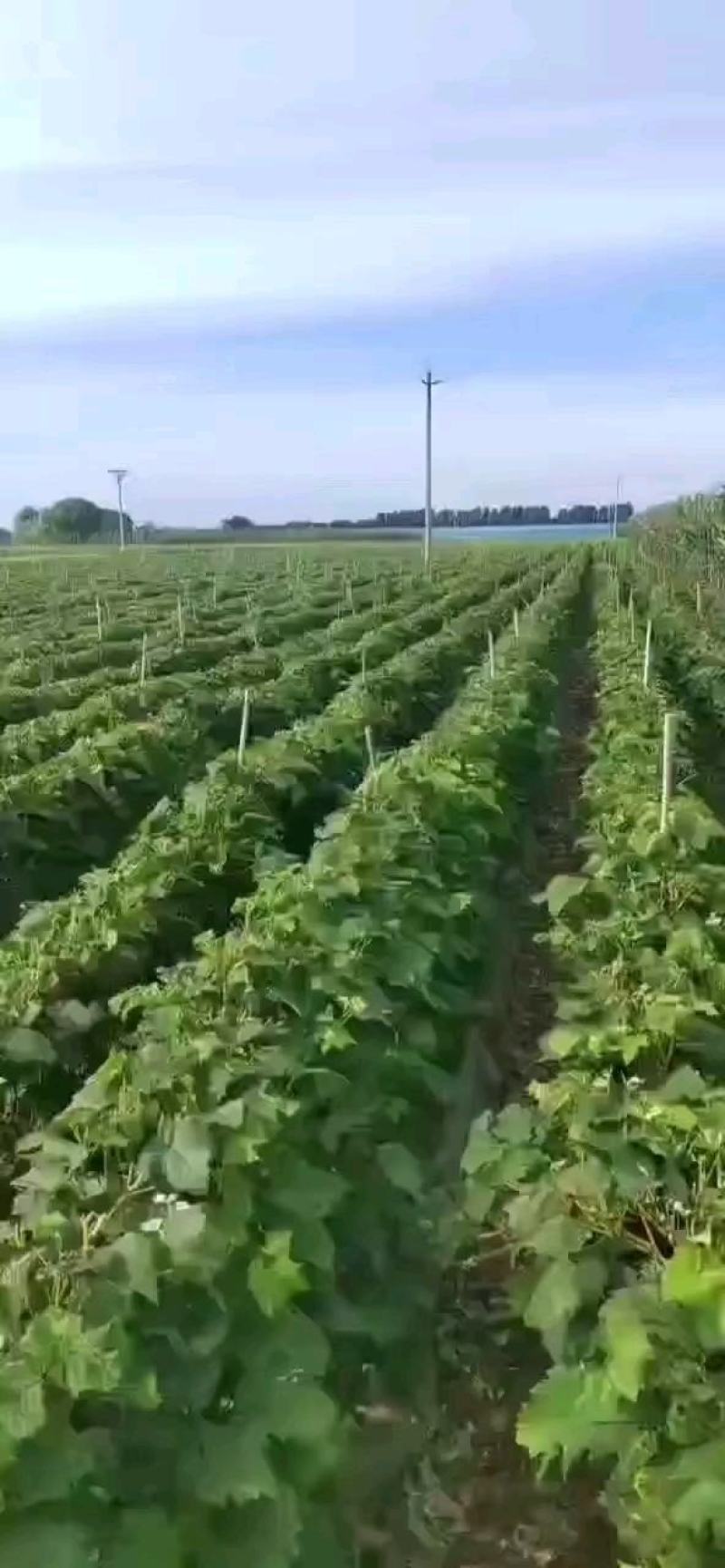 各种嫁接葡萄苗20品种