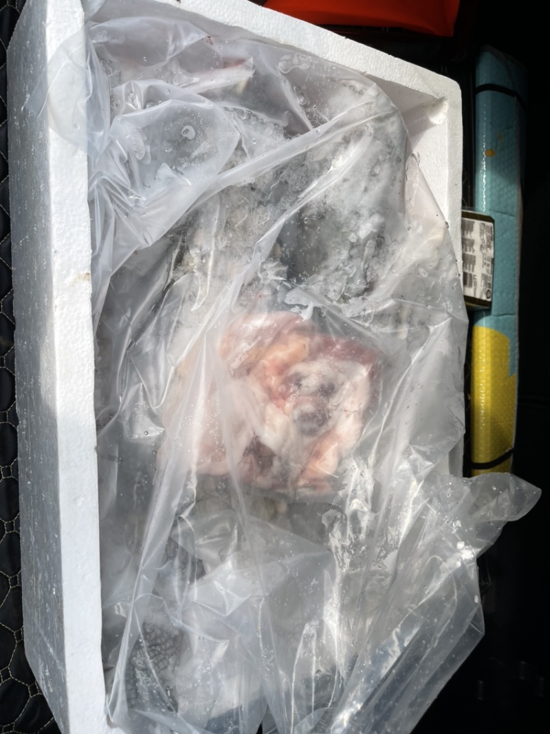 鳄鱼掌海南直发保证新鲜量大价格更优