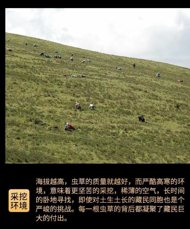 2O22正宗野生冬虫草夏草虫草王滋补甘孜非那曲精选虫草