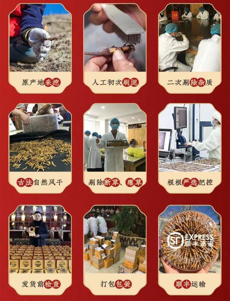 2O22正宗野生冬虫草夏草虫草王滋补甘孜非那曲精选虫草