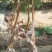 夏黑葡萄种苗阳光玫瑰葡萄种苗多买优惠