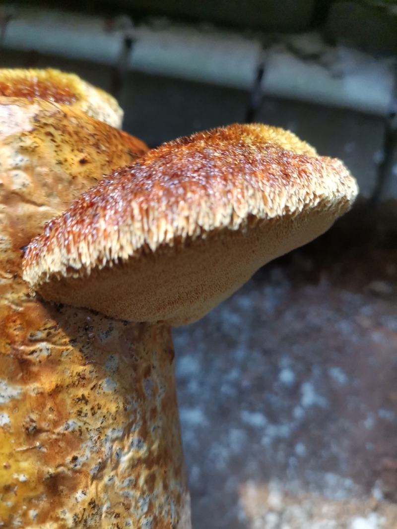 原产地纯桑枝桑黄，桑黄成品干货质量保证量大从优欢迎来电