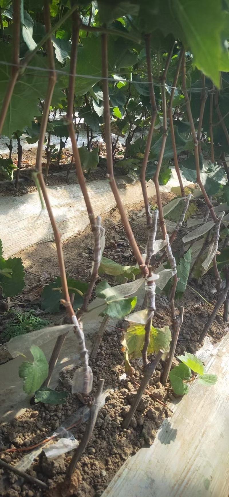 辽峰葡萄苗110~150cm2年，大量出售各种果树苗