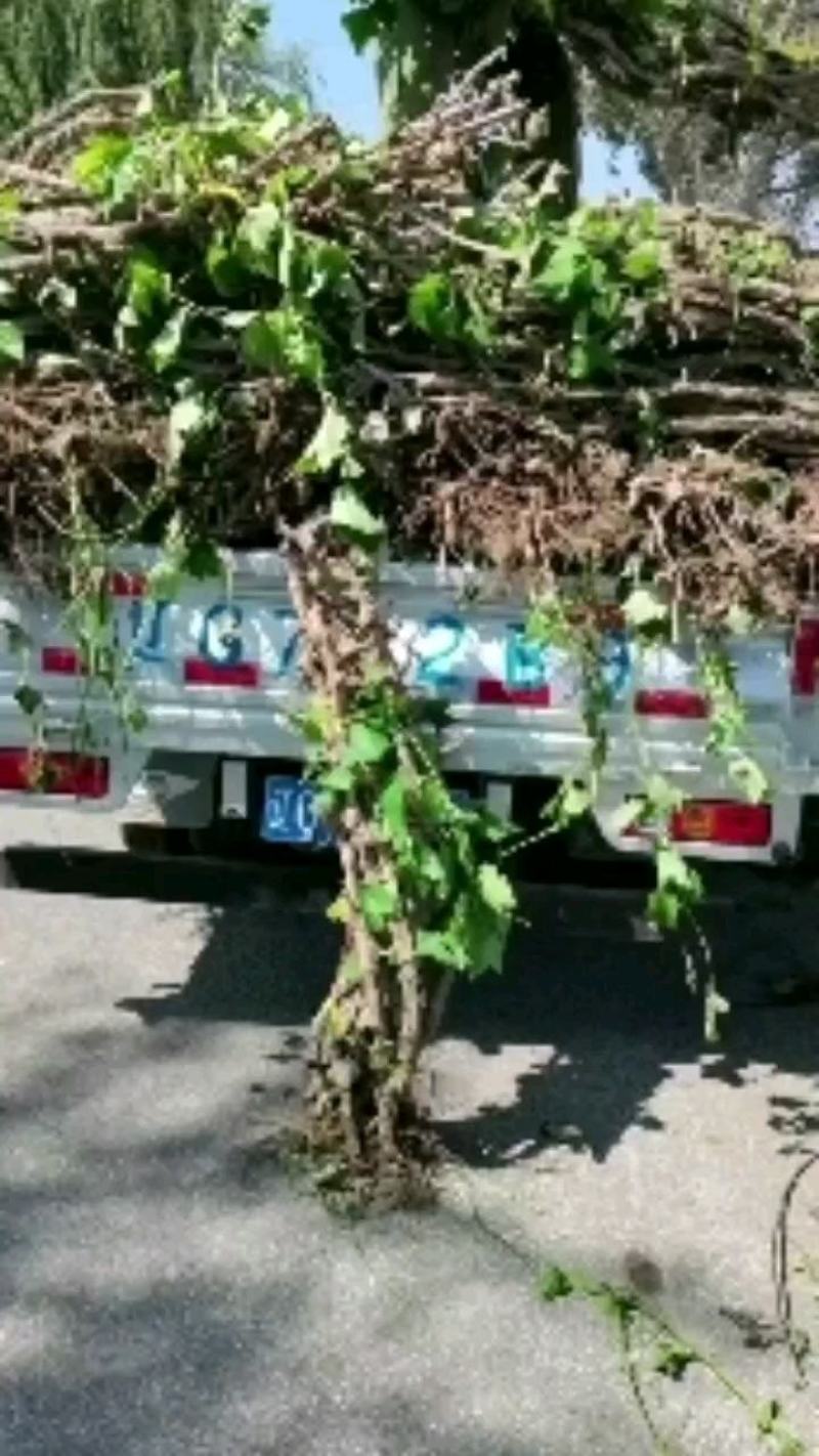 占地葡萄树1.5~2m多年生大葡萄树基地供应欢迎考察