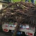 占地葡萄树1.5~2m多年生大葡萄树基地供应欢迎考察