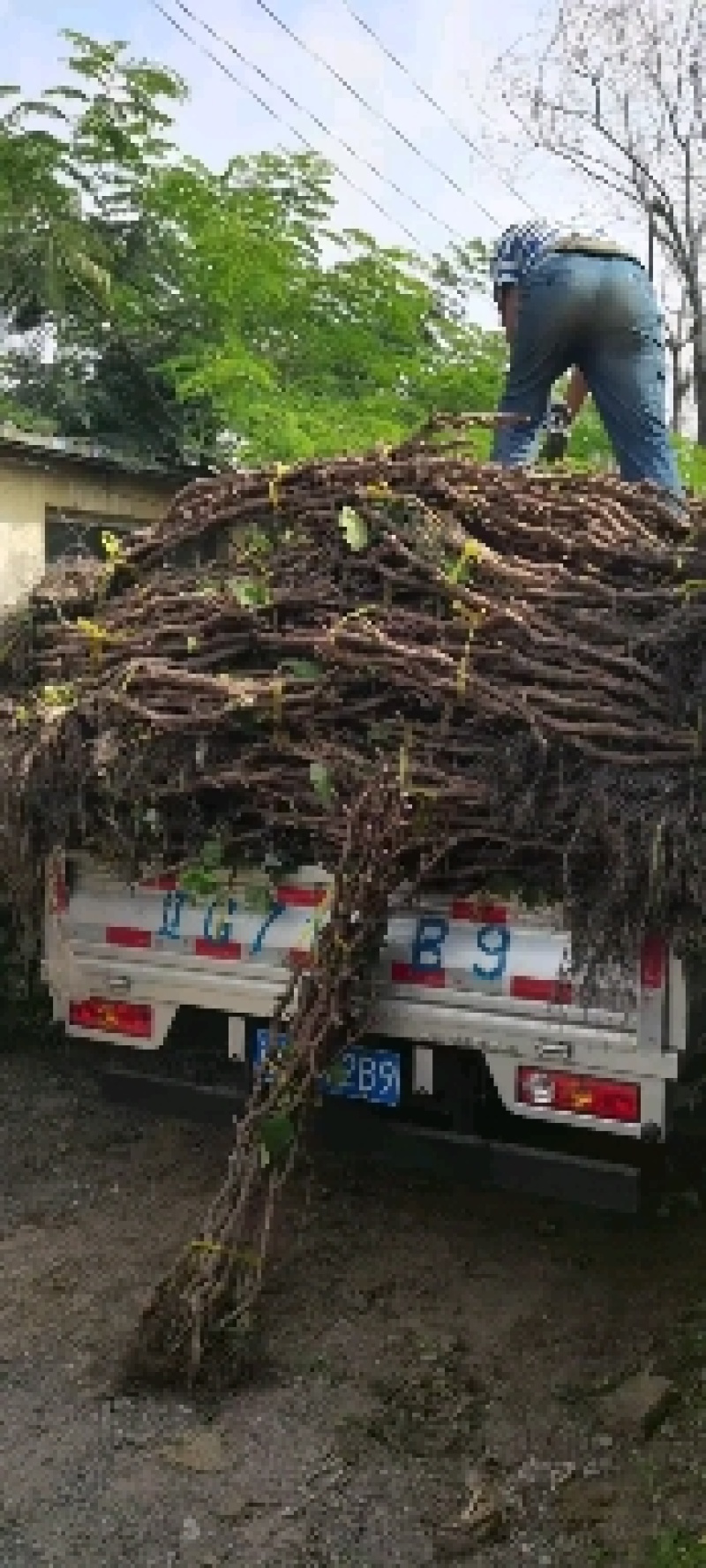 占地葡萄树1.5~2m多年生大葡萄树基地供应欢迎考察
