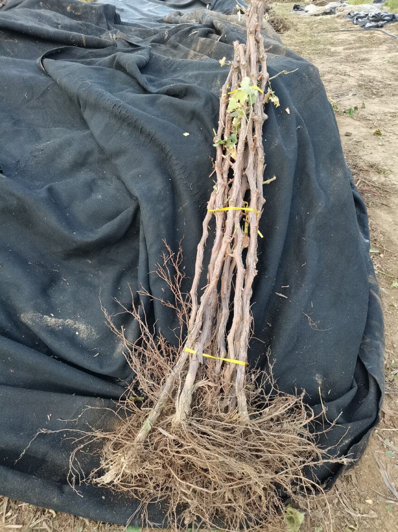 占地葡萄树1.5~2m多年生大葡萄树基地供应欢迎考察