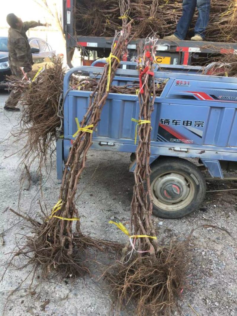 李子苗150~250cm基地直供包技术基地种植大量供应