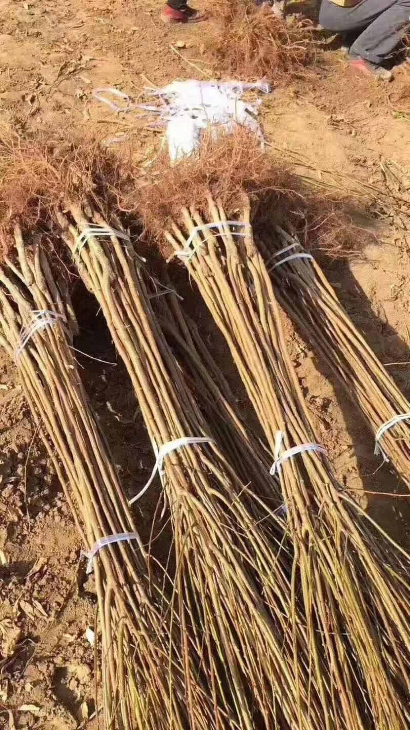 李子苗150~250cm基地直供包技术基地种植大量供应