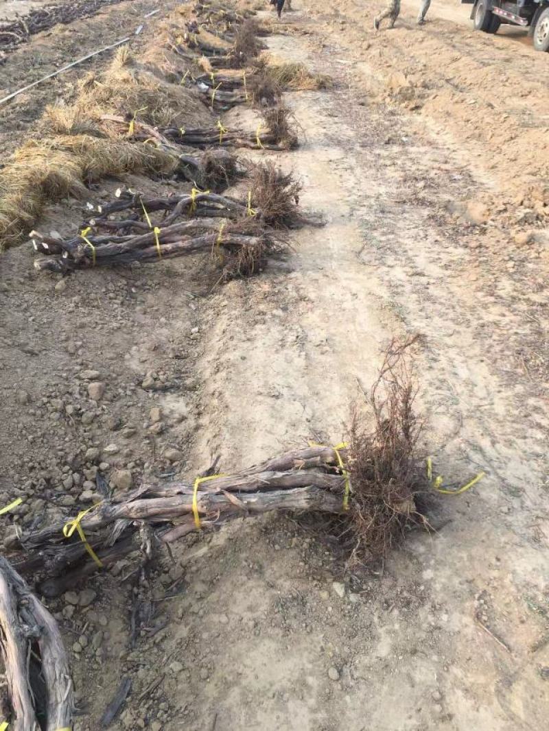 李子苗150~250cm基地直供包技术基地种植大量供应