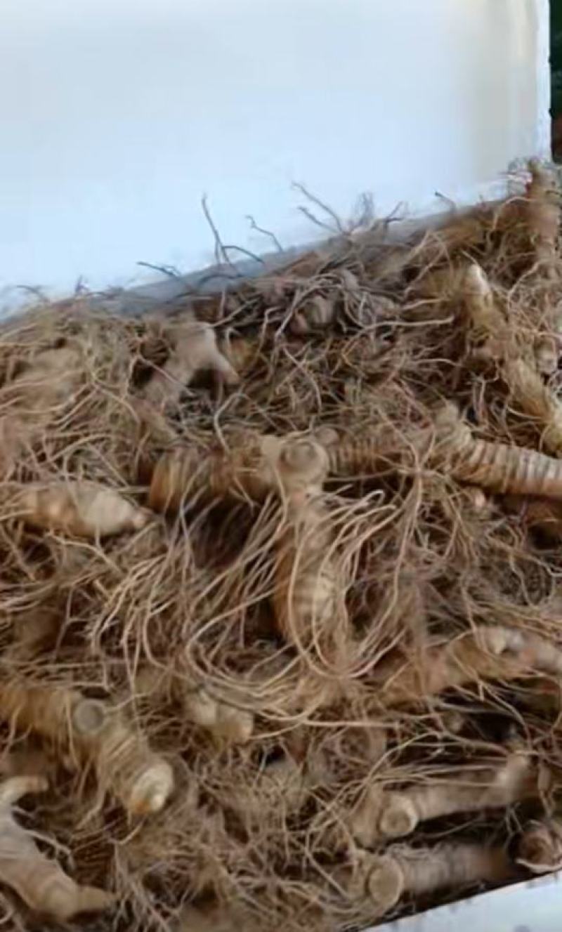 黄精种苗黄精种苗芽头鲜黄精现挖现发可做种苗可做药材
