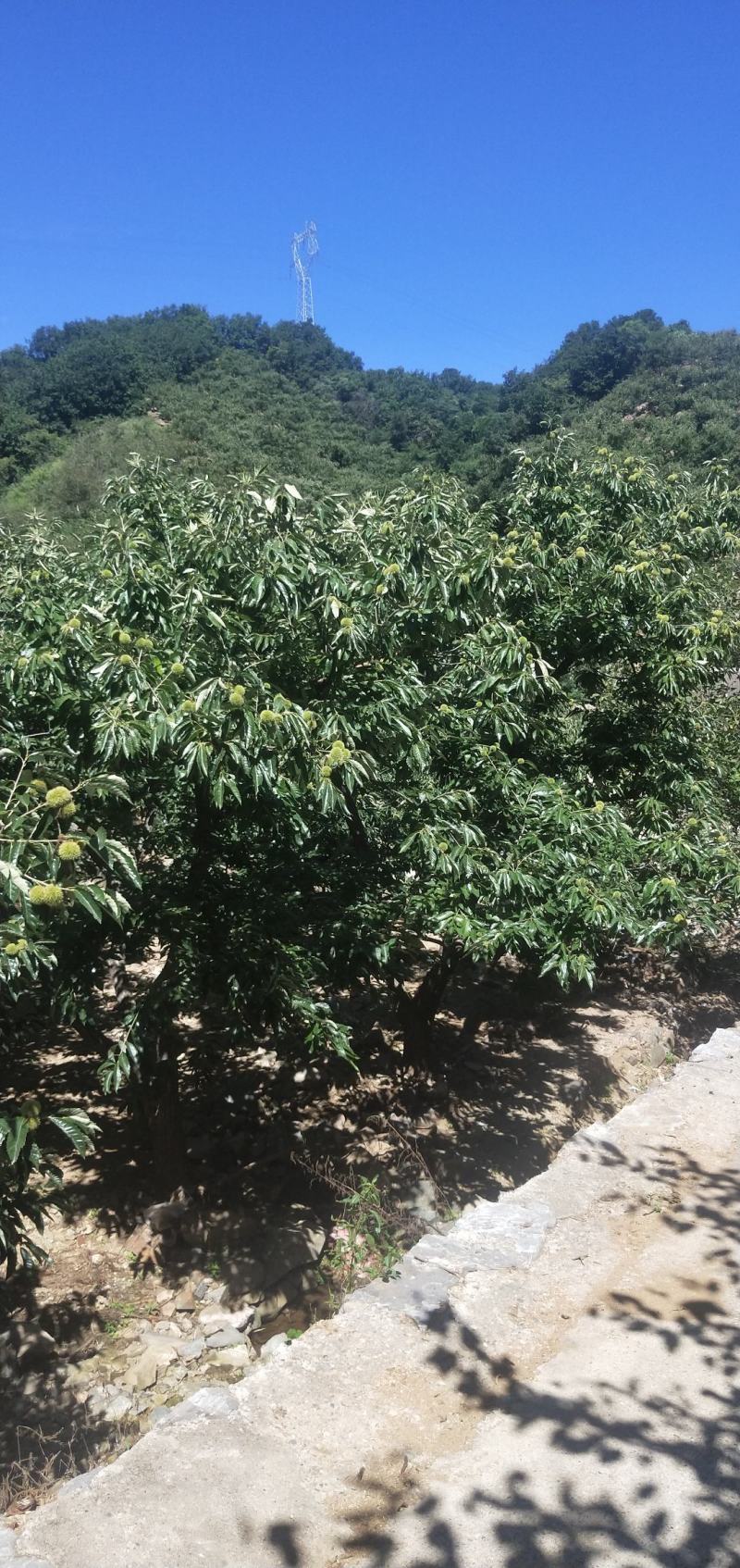 产地纯山坡老树板栗