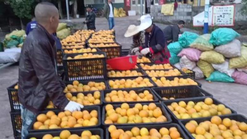 麻阳冰糖橙产地一大量上市供应美团优选多多买菜及各大平台