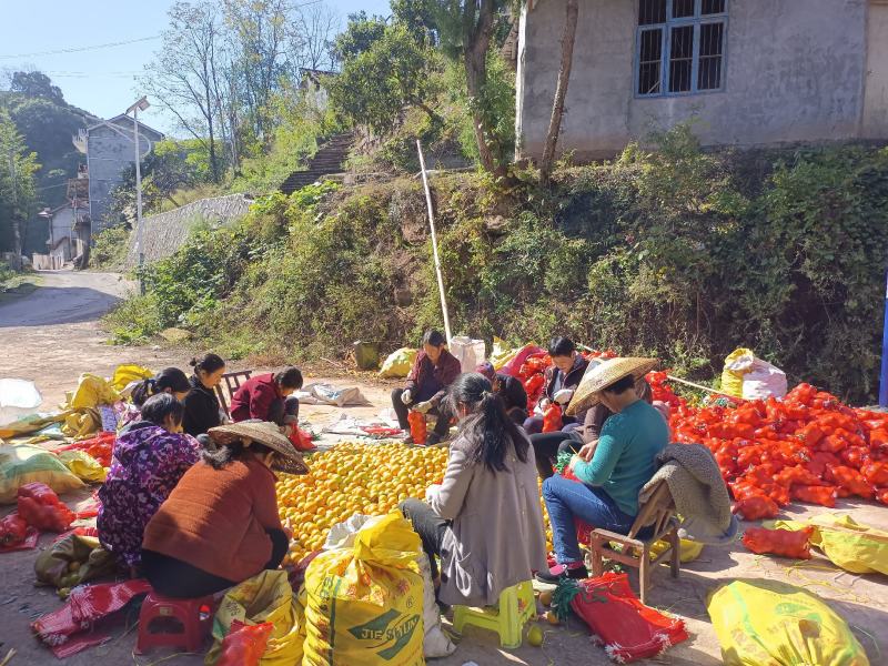 麻阳冰糖橙产地一大量上市供应美团优选多多买菜及各大平台