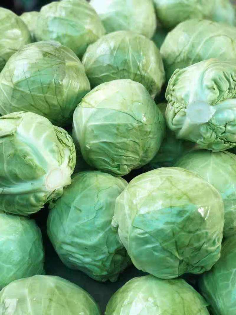 【精选】甘蓝精品圆包菜大量上市货源充足全国发