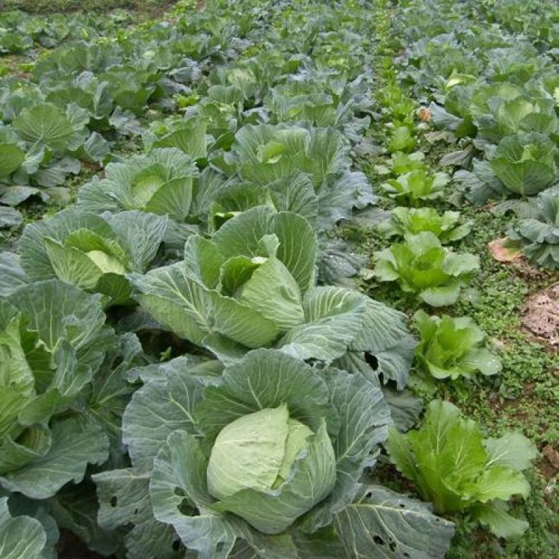 【精选】甘蓝精品圆包菜大量上市货源充足全国发