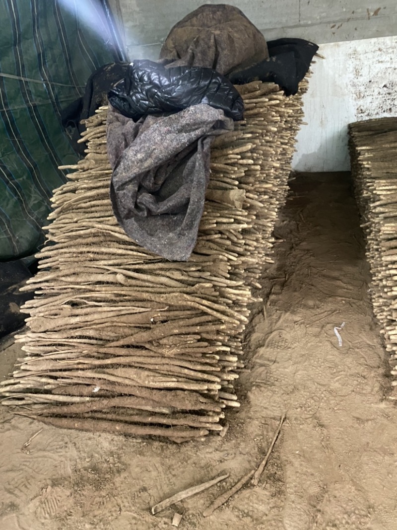 河北辛集产地小白嘴白山药大量有货
