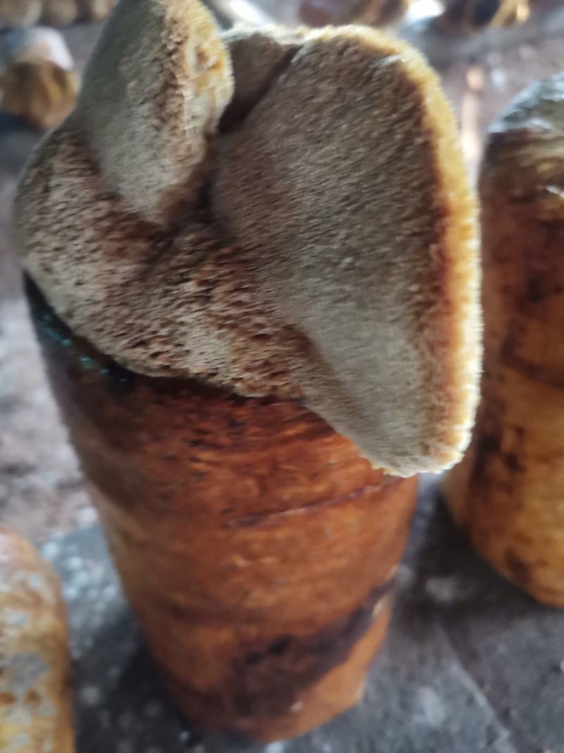 原产地纯桑枝桑黄，桑黄成品干货质量保证量大从优欢迎来电