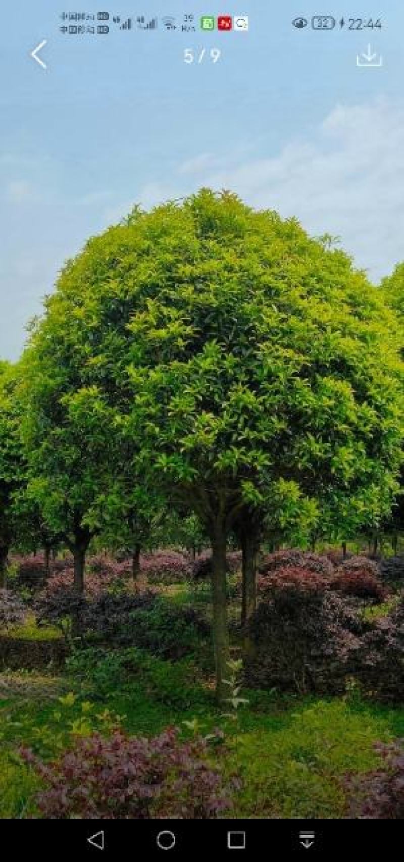 低价供应桂花树、桂花苗