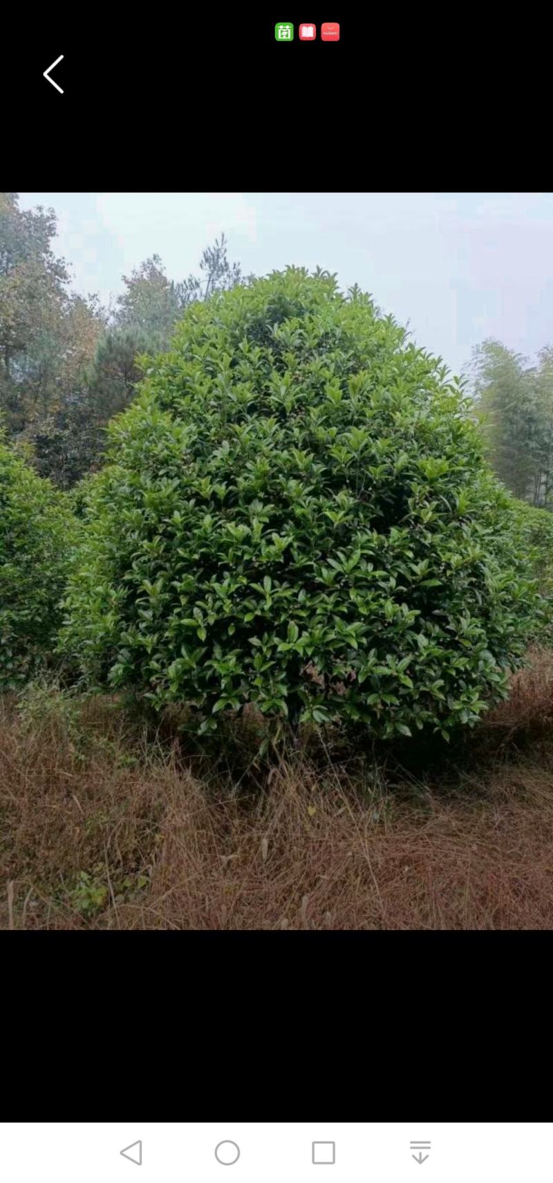 低价供应桂花树、桂花苗