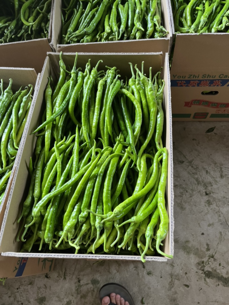 线椒广东精品线椒3号8号全国发货电商市场