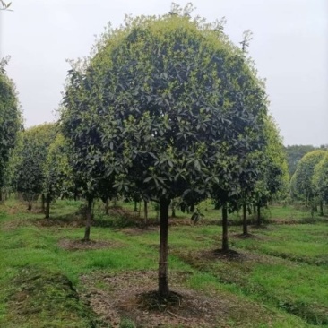 低价供应桂花树、桂花苗