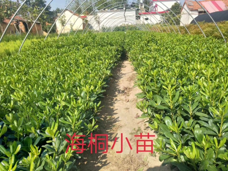 【海桐床苗】海桐苗，大量出售海桐床苗，量大从优基地发货