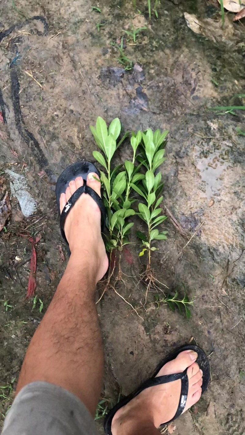 【海桐床苗】海桐苗，大量出售海桐床苗，量大从优基地发货