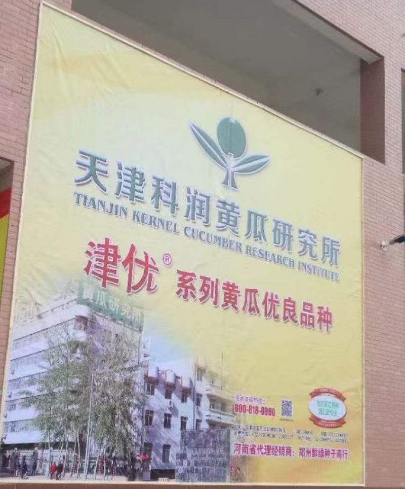 驰誉强悍杂交一代优良强雌黄瓜种子春夏秋露地秋大棚种植